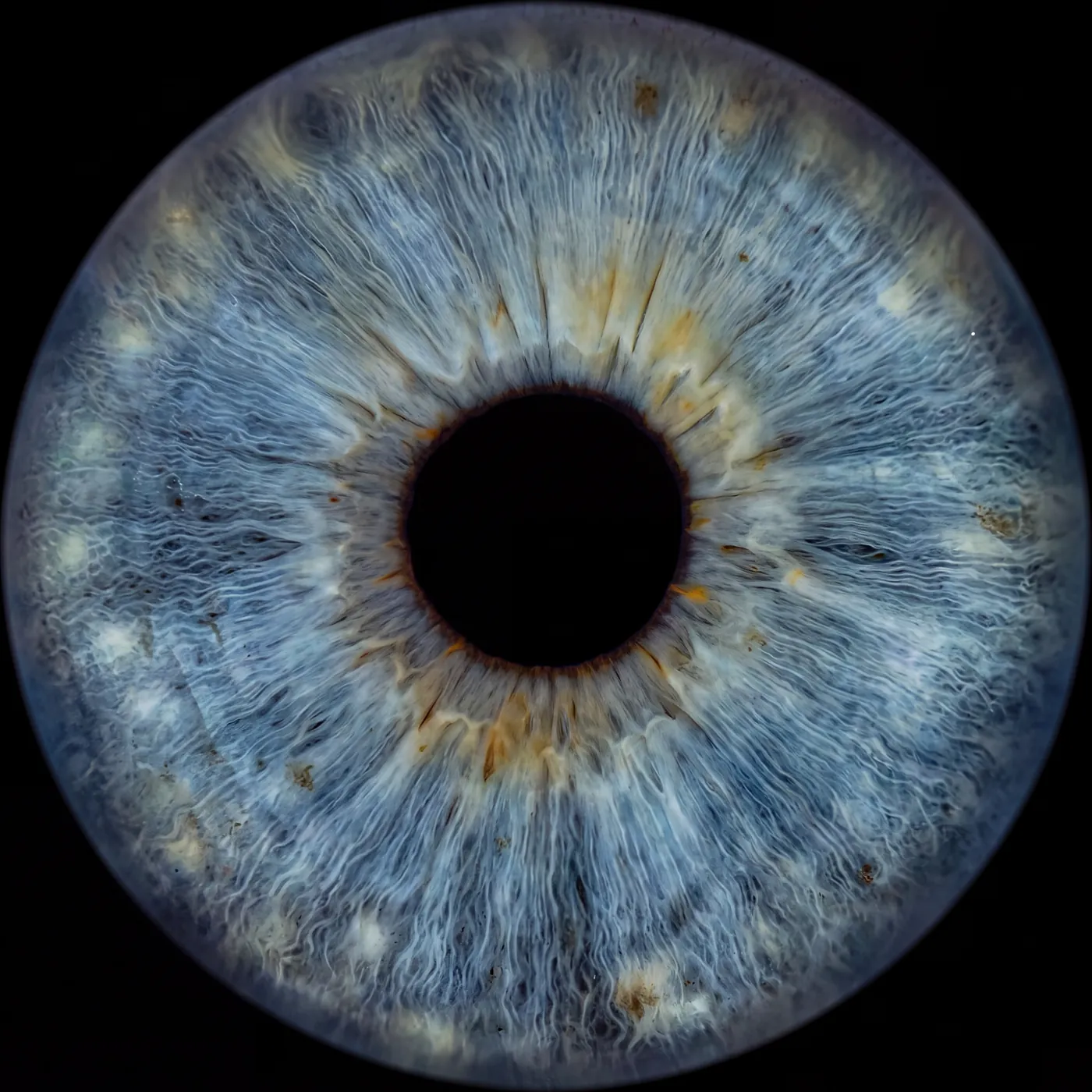 Blaue Iris in Großaufnahme: Faserstruktur, Krypten und Krause um die Pupille