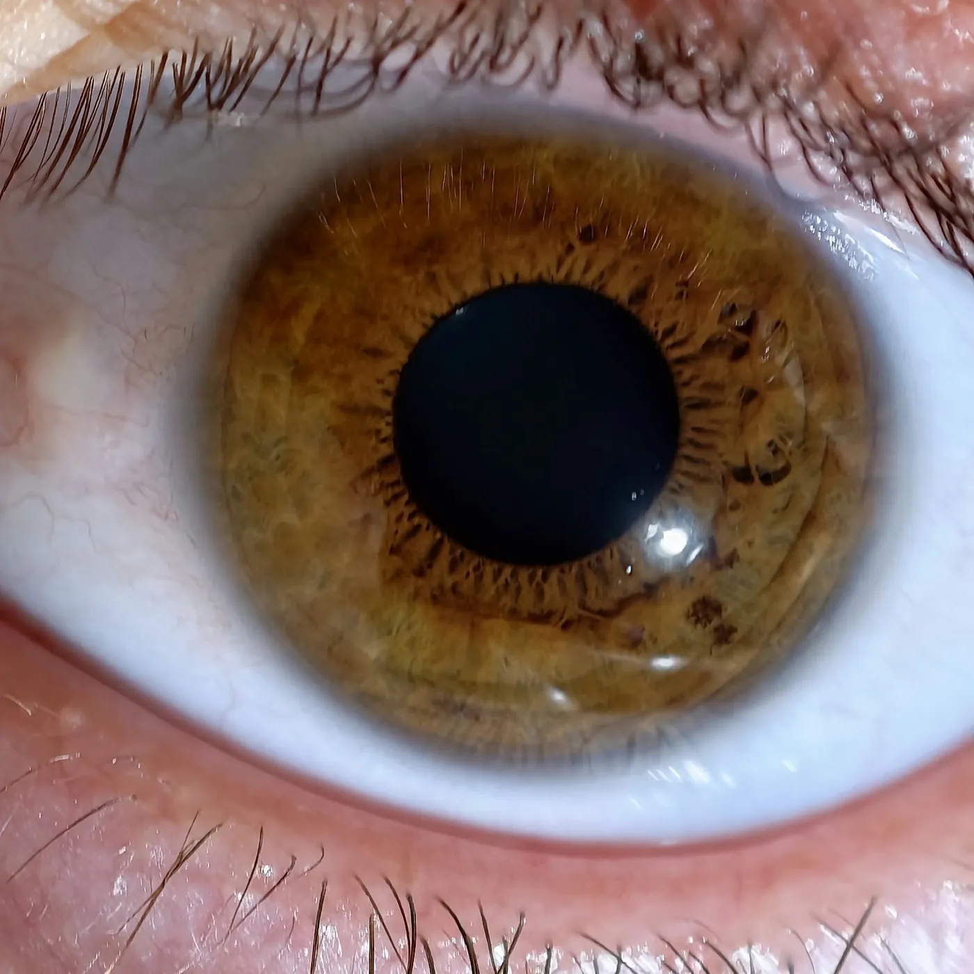 Braune Iris in Makroaufnahme mit klar sichtbarer Faserstruktur