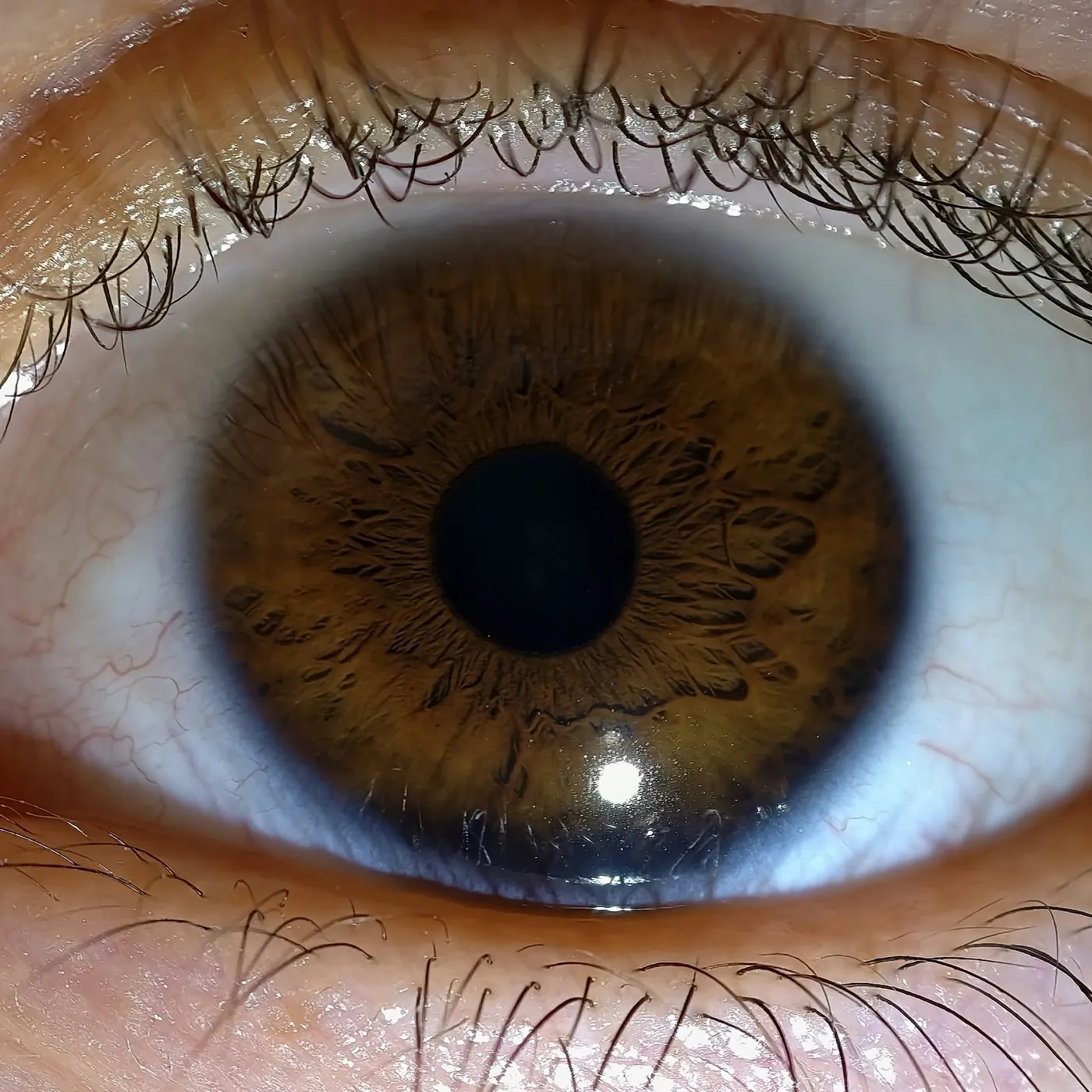 Braun-graue Iris in Makroaufnahme mit Wimpern