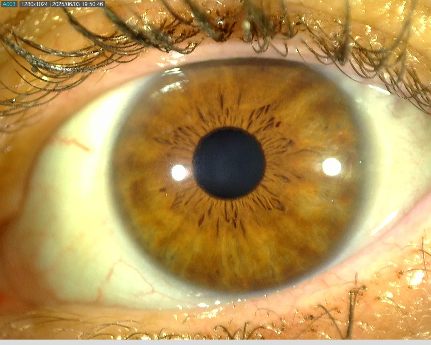 Braune Iris in Makroaufnahme mit sichtbaren Strukturen und Pupille