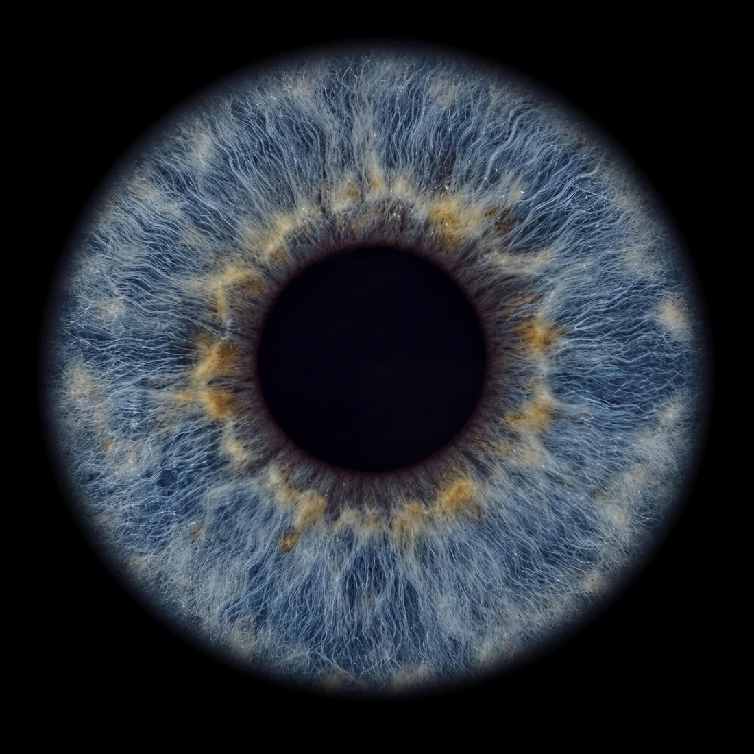 Beispiel eines Iris-Kunstwerks: blaue Iris mit goldenen Akzenten auf schwarzem Hintergrund